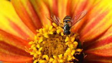 Garten-Schwebfliege (2).jpg